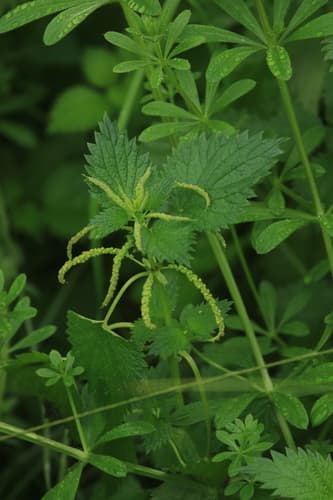 Mediterranean Nettle