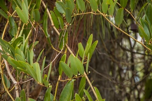 Laurel-leaf Greenbrier Bonsai