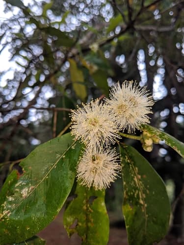 Turpentine Tree Bonsai