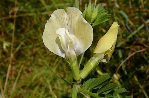 Large yellow vetch