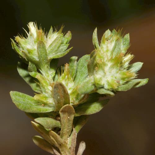Broadleaf Cottonrose