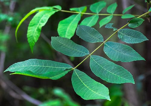 Water Hickory Leaves