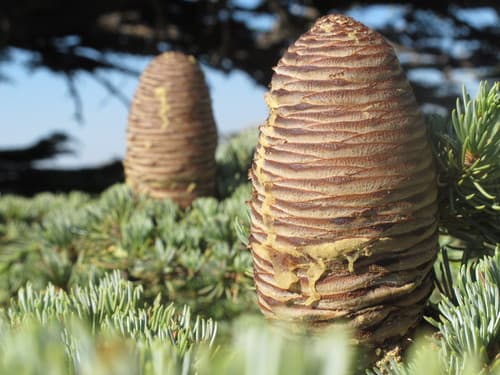 Lebanon Cedar