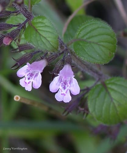 Wood Calamint