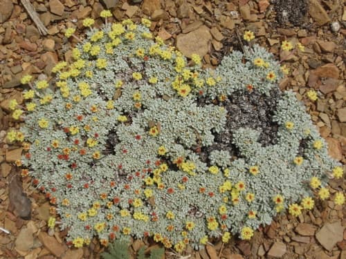 matted wild buckwheat