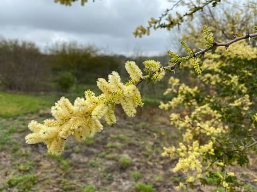 Blackbrush Acacia Bonsai