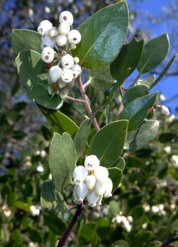 Common Manzanita