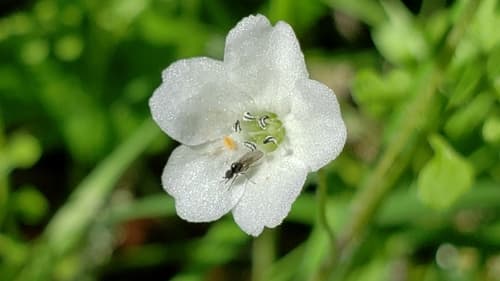 White nemophila