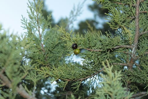 Thuriferous juniper