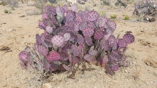 Purple Pricklypear Bonsai
