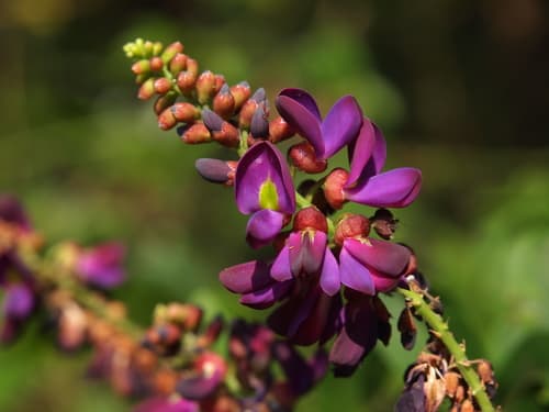 Evergreen Wisteria Bonsai