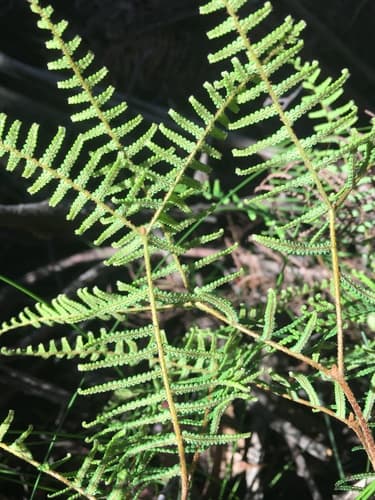 Pouched Coral Fern