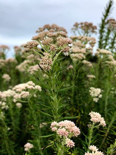 Australian Tauhinu Bonsai