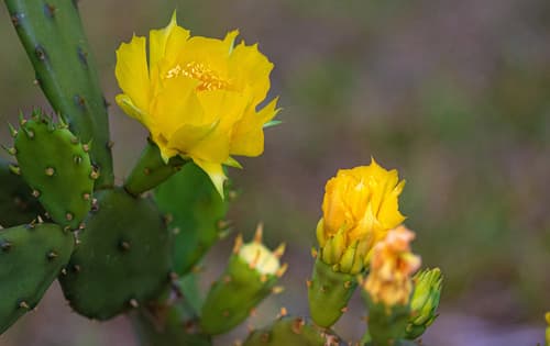 Florida Pricklypear