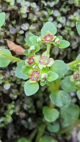 American golden saxifrage