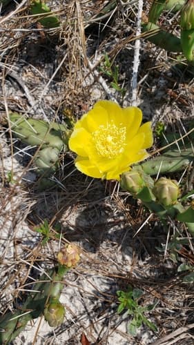 Southeastern Pricklypear Bonsai