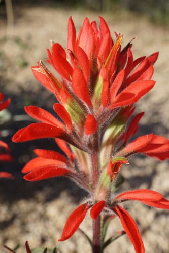 Desert Paintbrush