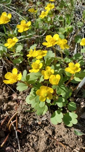 Sagebrush Buttercup