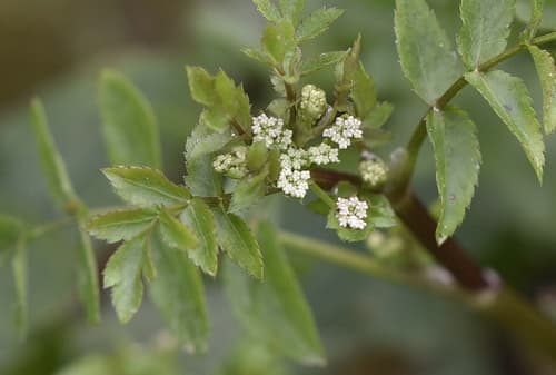 Japanese Maple Forest Bonsai