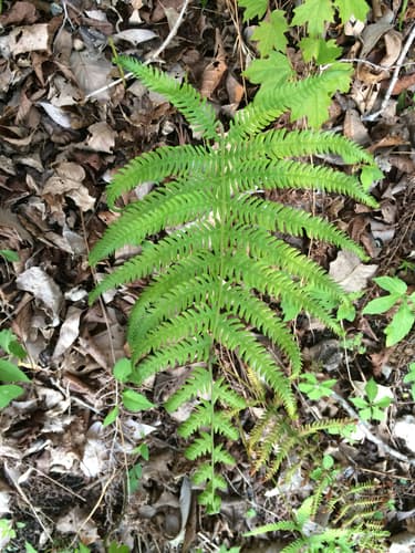 Ovate Maiden Fern