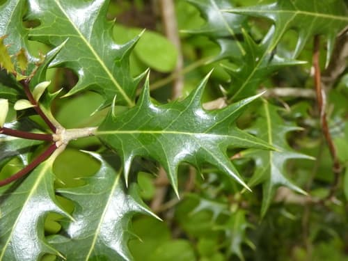 Holly Olive Leaves