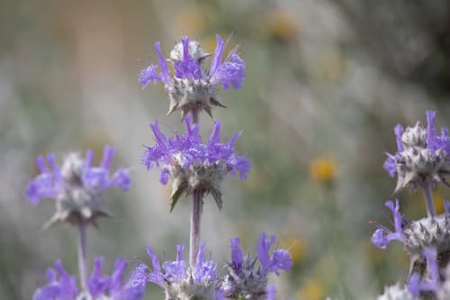Thistle Sage