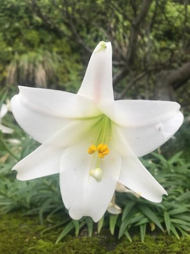 Easter lily