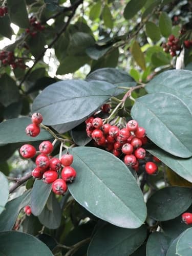 Bright bead cotoneaster Bonsai