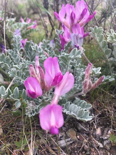 Utah Milkvetch