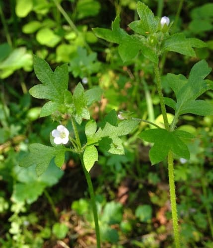 Small-flowered Nemophila
