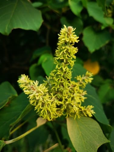 Mallotus Flowering Plant