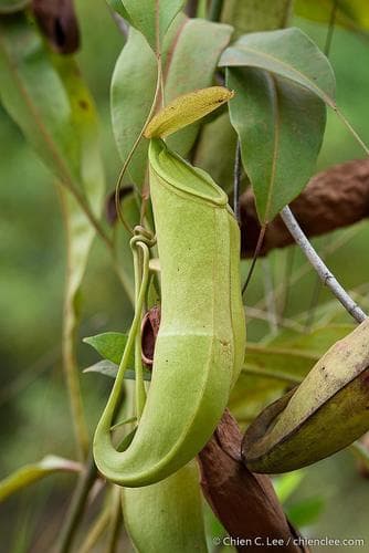 Common Swamp Pitcher-Plant