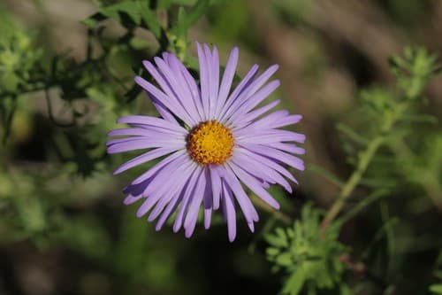 Aromatic Aster