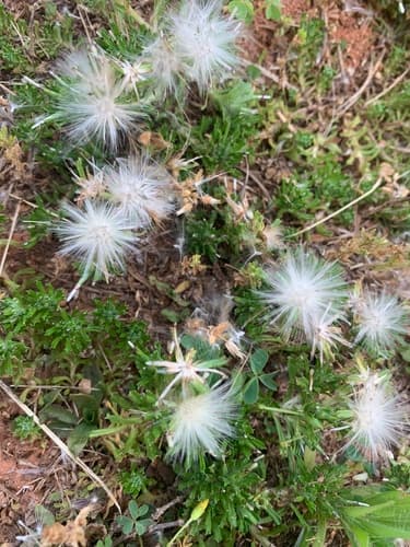 Annual Trampweed Bonsai (Hypothetical)