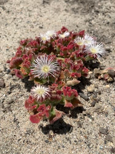 Crystalline Ice Plant