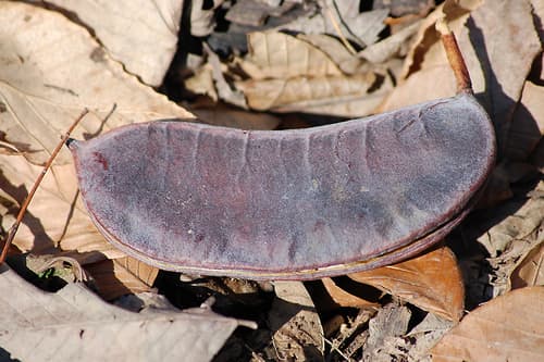 Kentucky Coffeetree Bonsai