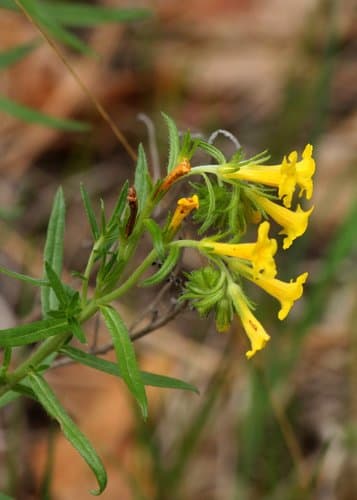 Manyflowered Gromwell Bonsai
