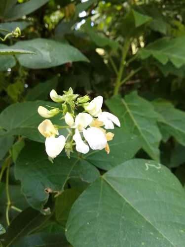 Common Bean Plant