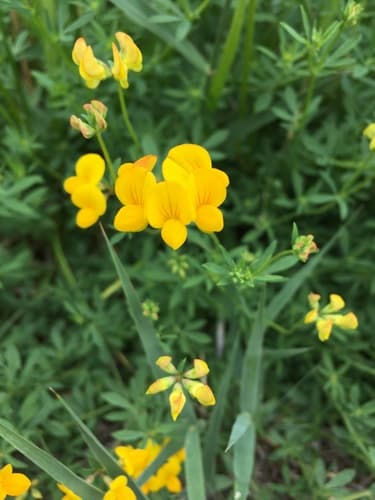 Narrow-leaf Bird's-foot Trefoil Bonsai (Hypothetical)