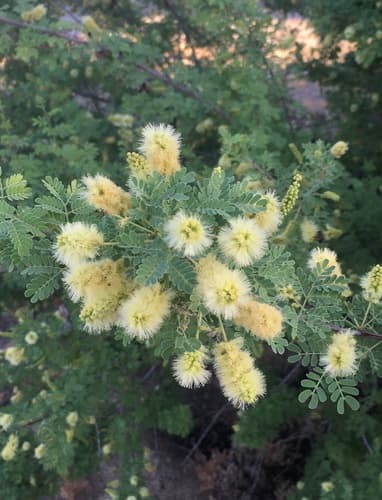 Catclaw Acacia Bonsai