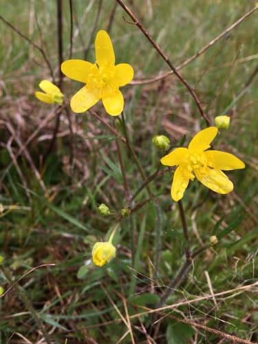 Western Buttercup Bonsai
