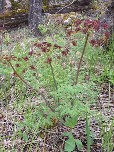 Fernleaf Biscuitroot