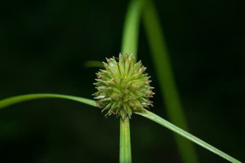Shortleaf Spikesedge