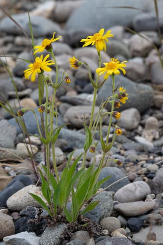 Narrowleaf Arnica
