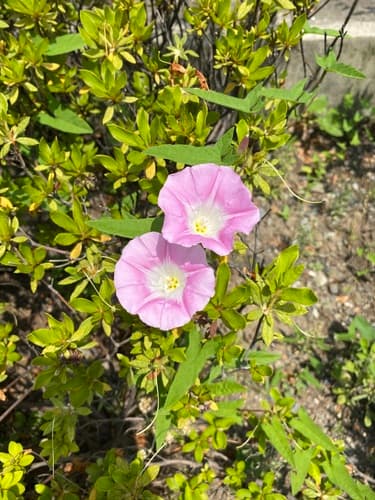 Japanese false bindweed
