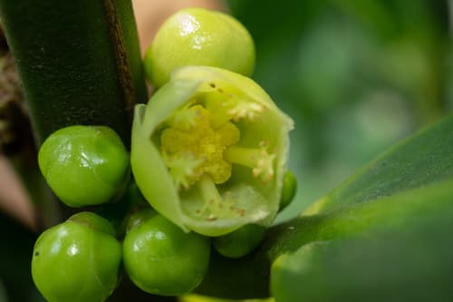 Common Garcinia Bonsai