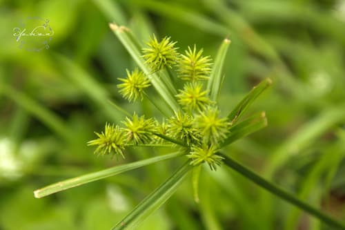 Baldwin's Flatsedge Bonsai