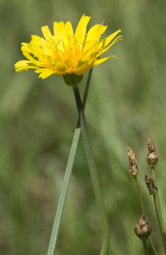 Potato Dandelion