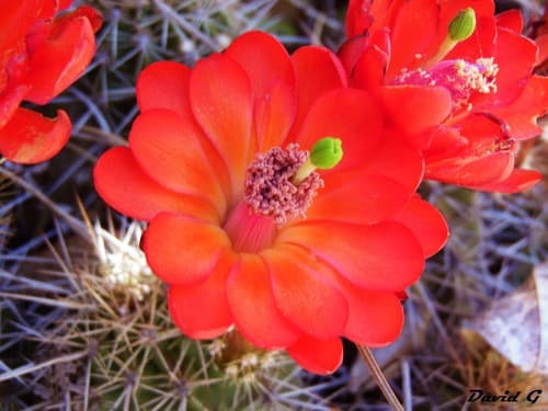 Santa Rita Hedgehog Cactus Bonsai