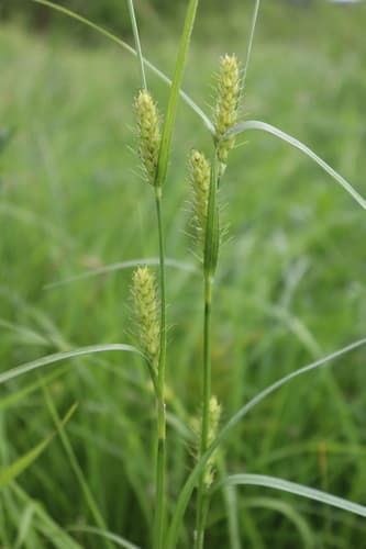 Hairy Sedge